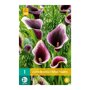 Calla bol Dubai Nights (zakje van 1 stuk)